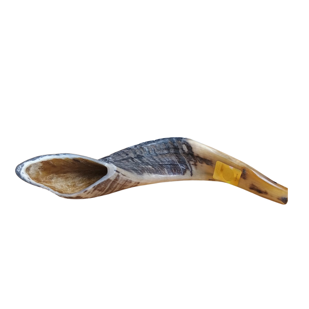 SHOFAR SEFARDI 35 a 40 CM